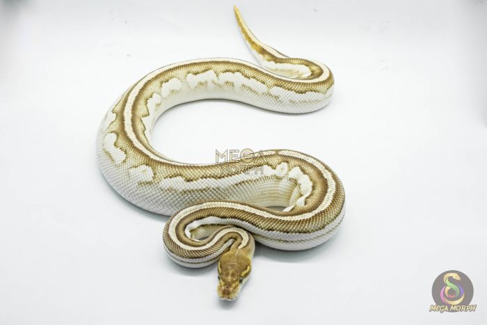 4725-3-1.jpg 4725 0.1 ORANGE DREAM MOJAVE BONGO VANILLA - Image 3