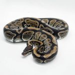 4733 0.1 HET DESERT GHOST