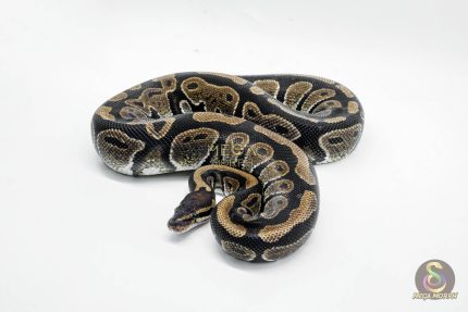 4733 0.1 HET DESERT GHOST