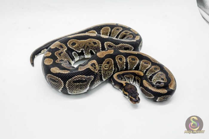 4733 0.1 HET DESERT GHOST - Image 2