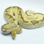 4735 0.1 ORANGE DREAM ENCHI FIRE CLOWN