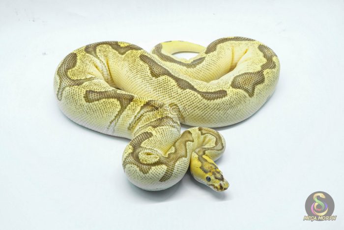 4735 0.1 ORANGE DREAM ENCHI FIRE CLOWN - Image 2