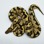 4751 0.1 ENCHI YELLOW BELLY DOUBLE HET CLOWN PIEBALD