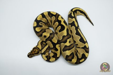 4751 0.1 ENCHI YELLOW BELLY DOUBLE HET CLOWN PIEBALD