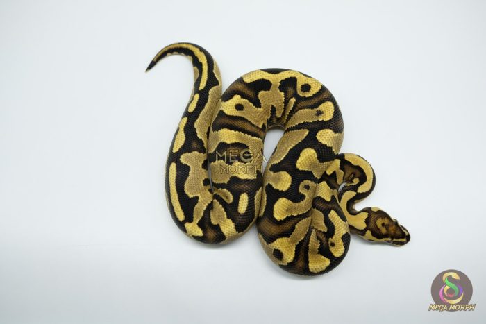 4751 0.1 ENCHI YELLOW BELLY DOUBLE HET CLOWN PIEBALD - Image 3