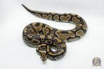 4752 0.1 YELLOW BELLY DOUBLE HET CLOWN PIEBALD