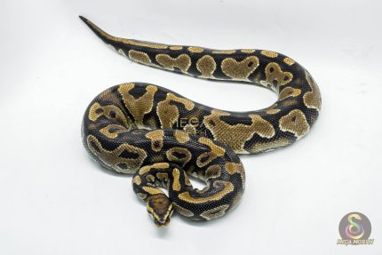 4752 0.1 YELLOW BELLY DOUBLE HET CLOWN PIEBALD