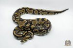4752 0.1 YELLOW BELLY DOUBLE HET CLOWN PIEBALD - Image 2