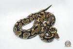 4752 0.1 YELLOW BELLY DOUBLE HET CLOWN PIEBALD - Image 3