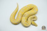 4754 1.0 TOFFINO BLACK PASTEL