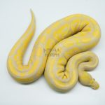 4754 1.0 TOFFINO BLACK PASTEL