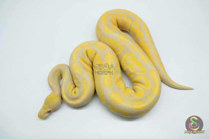 4754 1.0 TOFFINO BLACK PASTEL - Image 2