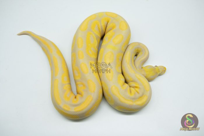 4754 1.0 TOFFINO BLACK PASTEL - Image 3