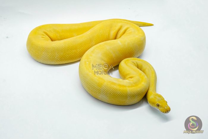 4755 1.0 SUPER ENCHI TOFFEE OR TOFFINO - Image 2