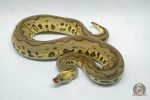 4759 1.0 LEOPARD PASTEL YELLOW BELLY CLOWN