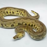 4759 1.0 LEOPARD PASTEL YELLOW BELLY CLOWN