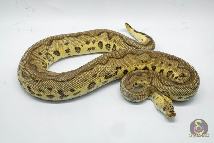 4759 1.0 LEOPARD PASTEL YELLOW BELLY CLOWN - Image 2