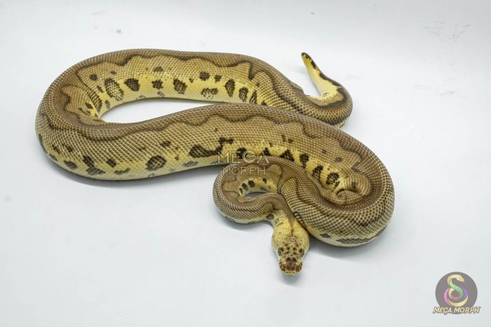 4759 1.0 LEOPARD PASTEL YELLOW BELLY CLOWN - Image 3