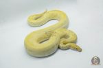 4760 1.0 BANANA CALICO CLOWN - Image 2