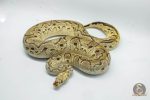 4761 1.0 CALICO PASTEL YELLOW BELLY CLOWN