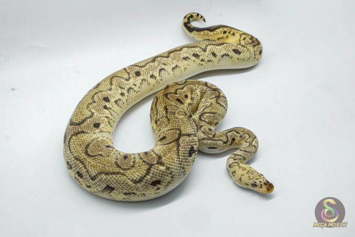 4761 1.0 CALICO PASTEL YELLOW BELLY CLOWN - Image 2