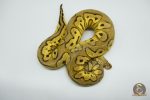 4762 1.0 PASTEL YELLOW BELLY CLOWN