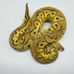 4762 1.0 PASTEL YELLOW BELLY CLOWN