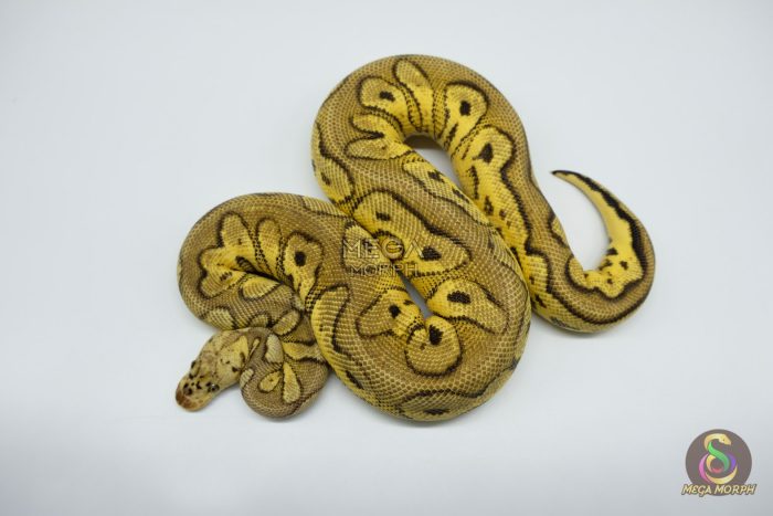 4762 1.0 PASTEL YELLOW BELLY CLOWN - Image 3
