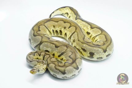 4764 0.1 PASTEL YELLOW BELLY CLOWN (Proven breeder)