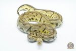 4764 0.1 PASTEL YELLOW BELLY CLOWN (Proven breeder) - Image 2