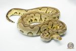 4764 0.1 PASTEL YELLOW BELLY CLOWN (Proven breeder) - Image 3