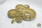 4765 0.1 PASTEL YELLOW BELLY CLOWN