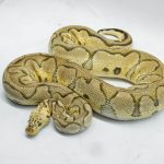 4765 0.1 PASTEL YELLOW BELLY CLOWN