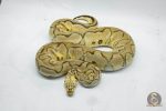 4765 0.1 PASTEL YELLOW BELLY CLOWN - Image 2