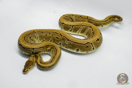 4766 1.0 PINSTRIPE CRYPTON OR CRYPTIC