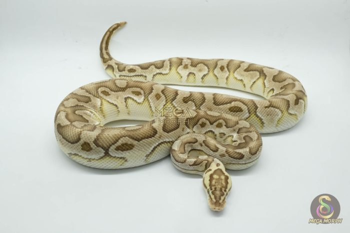 4767 1.0 PASTEL LESSER CRYPTON OR CRYPTIC - Image 2