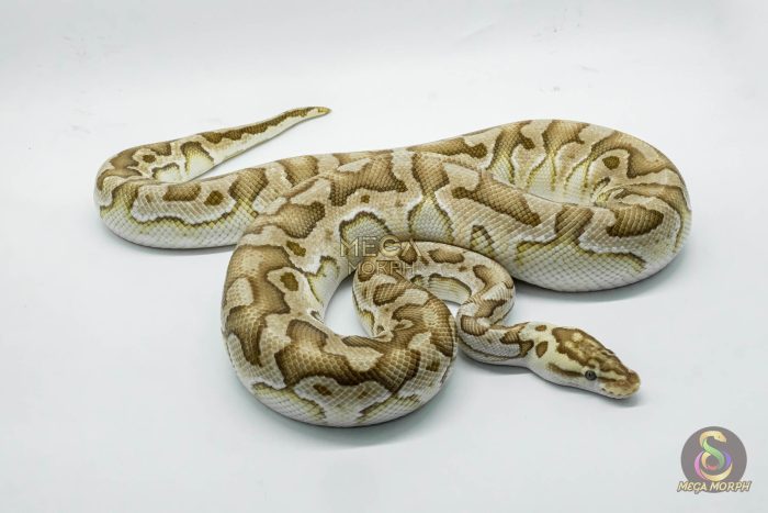 4767 1.0 PASTEL LESSER CRYPTON OR CRYPTIC - Image 3