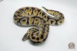 4768 1.0 PASTEL CRYPTON OR CRYPTIC
