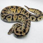 4768 1.0 PASTEL CRYPTON OR CRYPTIC