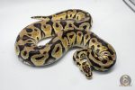 4768 1.0 PASTEL CRYPTON OR CRYPTIC - Image 2