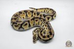 4768 1.0 PASTEL CRYPTON OR CRYPTIC - Image 3
