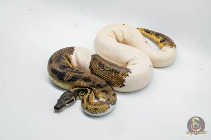 4770 1.0 ORANGE DREAM PIEBALD