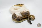 4770 1.0 ORANGE DREAM PIEBALD - Image 2
