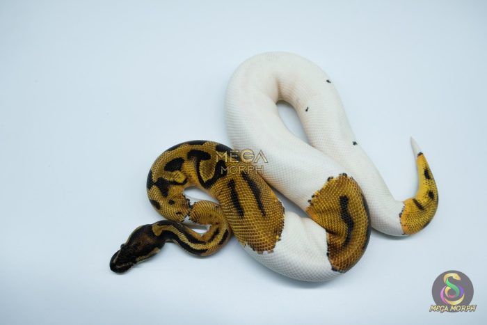 4770-3-2.jpg 4770 1.0 ORANGE DREAM PIEBALD - Image 3