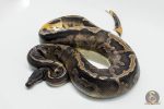 4773 0.1 GHI PIEBALD