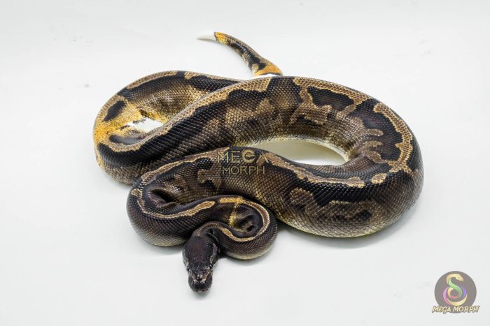 4773 0.1 GHI PIEBALD - Image 2