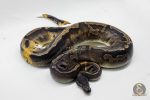 4773 0.1 GHI PIEBALD - Image 3