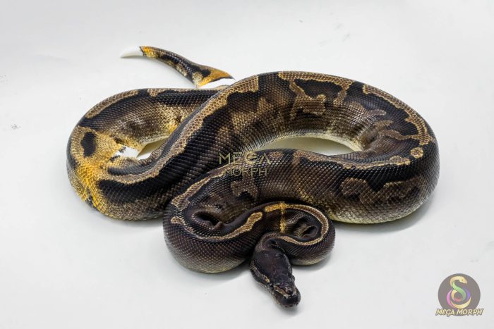 4773 0.1 GHI PIEBALD - Image 3