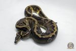 4774 0.1 GHI PIEBALD
