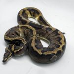 4774 0.1 GHI PIEBALD